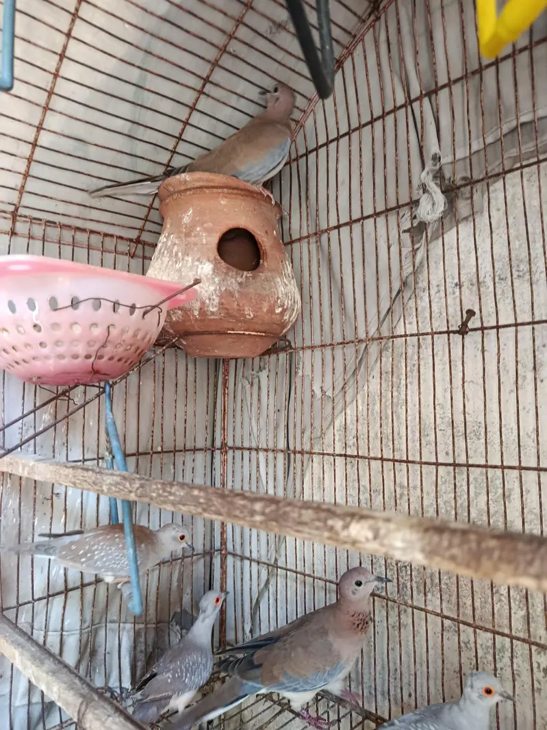 Some Breeders Dones pair for sale. . . — photo 6