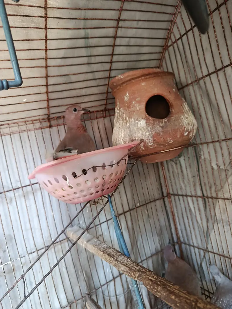 Some Breeders Dones pair for sale. . . — photo 7