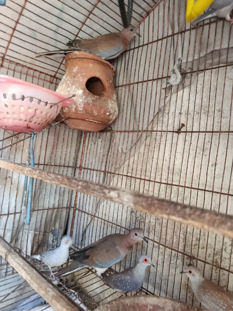 Some Breeders Dones pair for sale. . . — photo 8