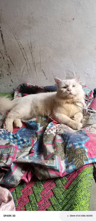 sale cat