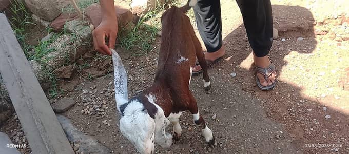 Ghar ka Bakra fore sale ha agli kurbni pa lagta ha betal Bakra ha bhi