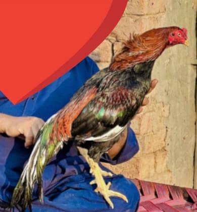 03700721271  bap or Bata dono for sale full granti wala Bird