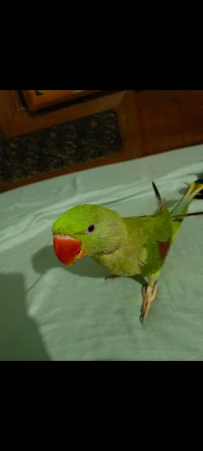 Super Friendly & Fully Tame Parrot for Sale