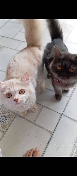 Pair of Persian cats with accessories