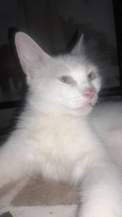 Female Persian cat with 4 kittens