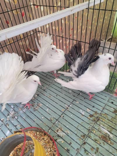 American tail ready to breed