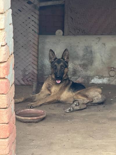 Pure German Shepherd