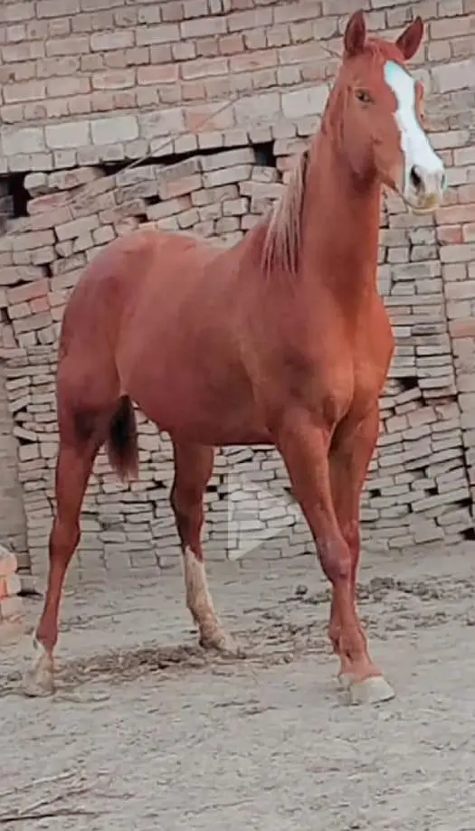 Tharowbreed mare