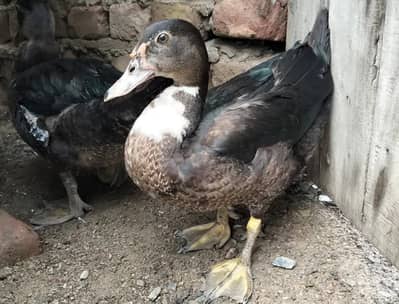 Beautiful Duck on Reasonable