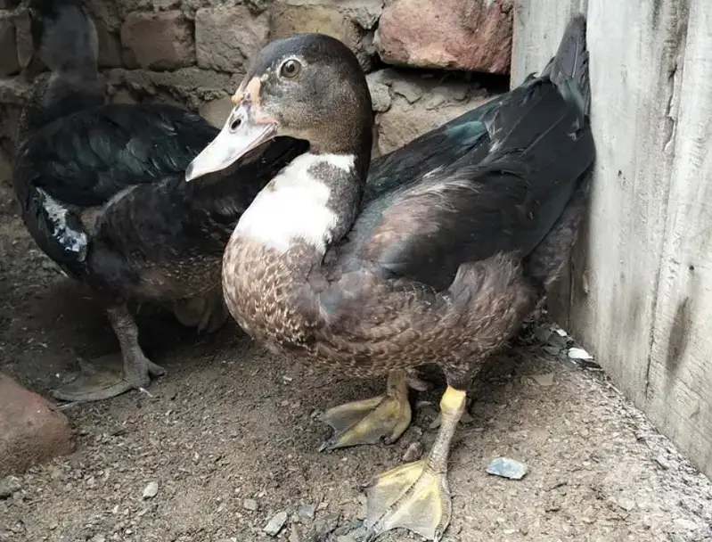 Beautiful Duck on Reasonable Price Available. 01 Piece 1300,Pair 2500