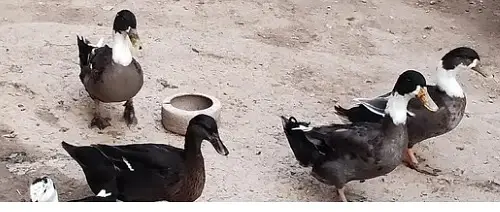 Beautiful Duck on Reasonable Price Available. 01 Piece 1300,Pair 2500 — photo 3
