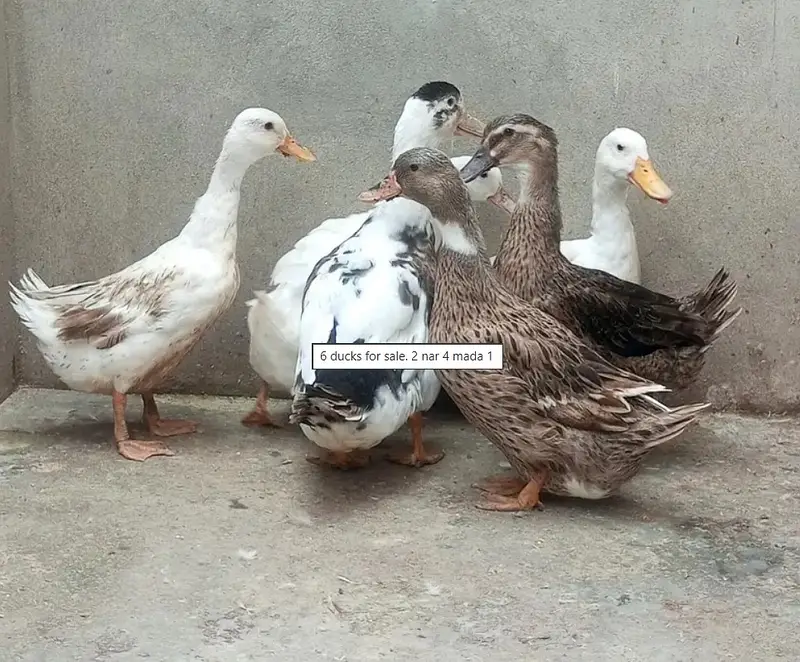 Beautiful Duck on Reasonable Price Available. 01 Piece 1300,Pair 2500 — photo 4