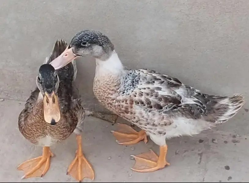 Beautiful Duck on Reasonable Price Available. 01 Piece 1300,Pair 2500 — photo 5