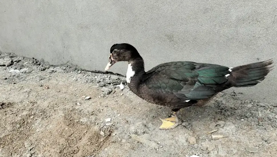 Beautiful Duck on Reasonable Price Available. 01 Piece 1300,Pair 2500 — photo 6