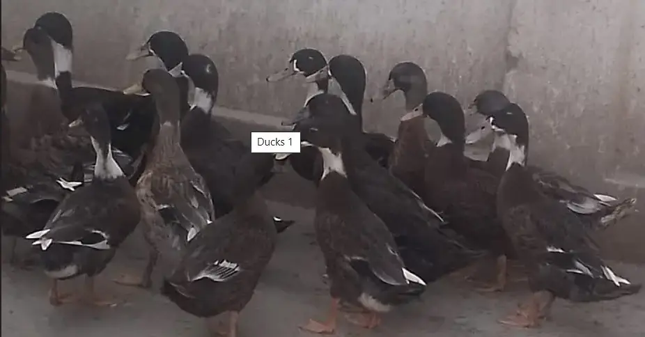 Beautiful Duck on Reasonable Price Available. 01 Piece 1300,Pair 2500 — photo 7