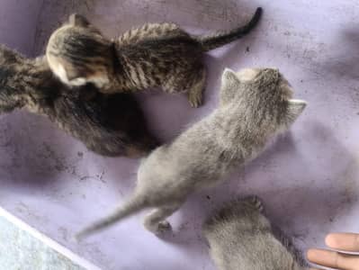 cat for adoption