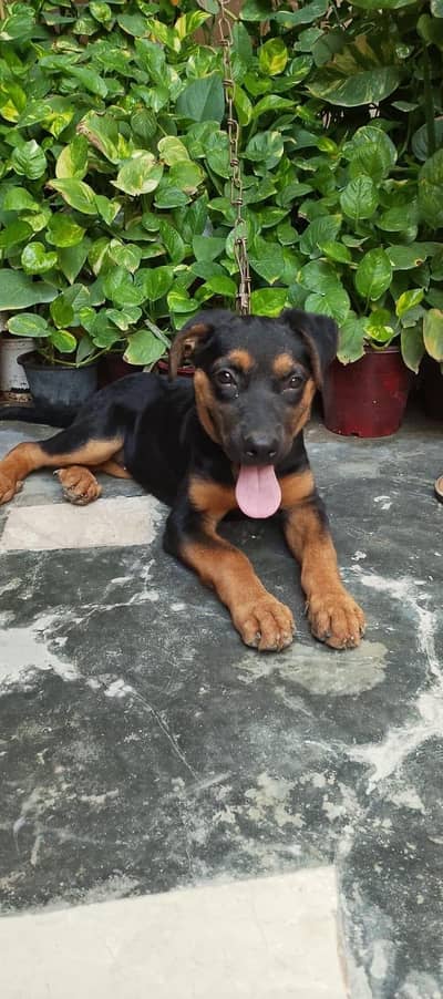 pup for sale