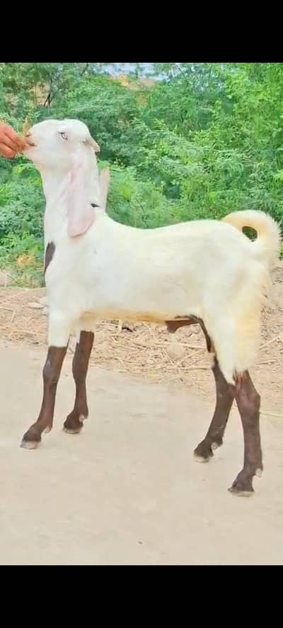 Rajan puri ablak bakra