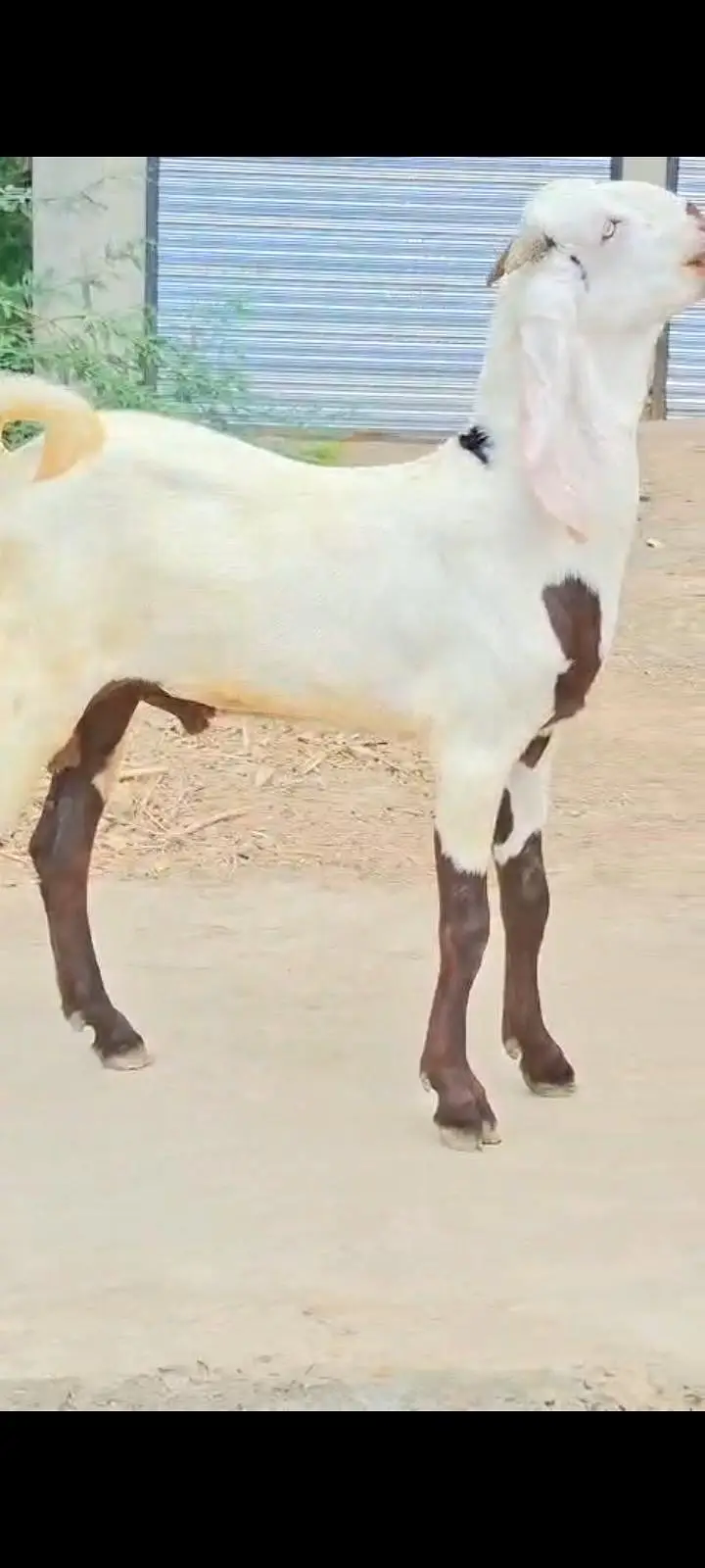 Rajan puri ablak bakra — photo 2