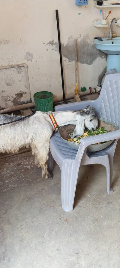 multani dasi bakra age 6 month mobile 03457227423 jaz no