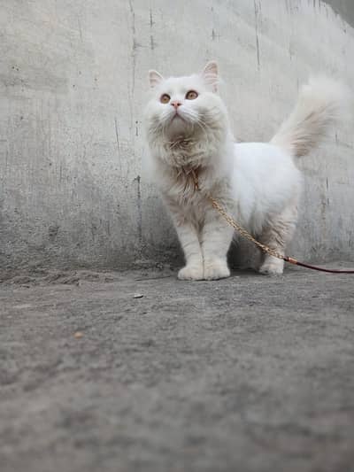 Persian cat/ kitten/ doll face cat  / triple coat