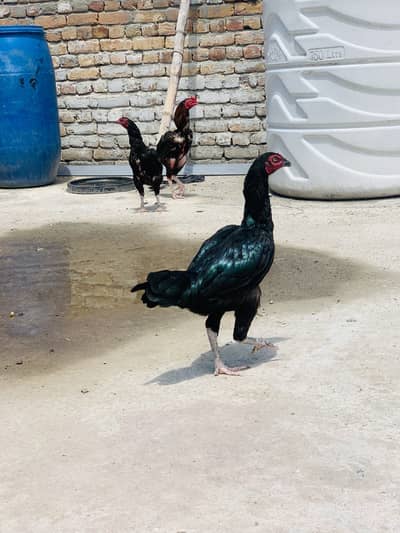 Aseel murga+2 aseel murgeya bahtareen pair set