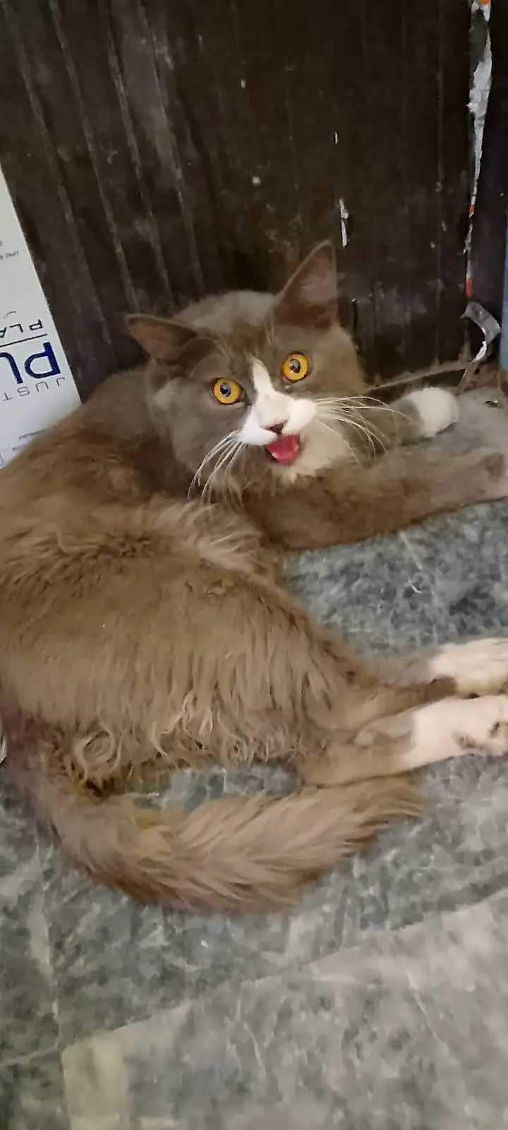 Local Persian cat — photo 3