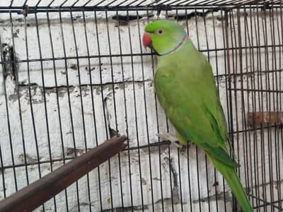 Active and Healthy Male