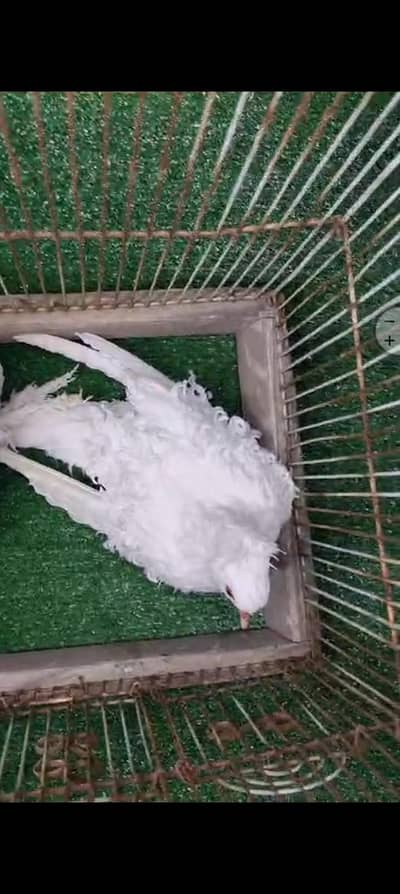 Frill White, وائیٹ فریل جوڑا