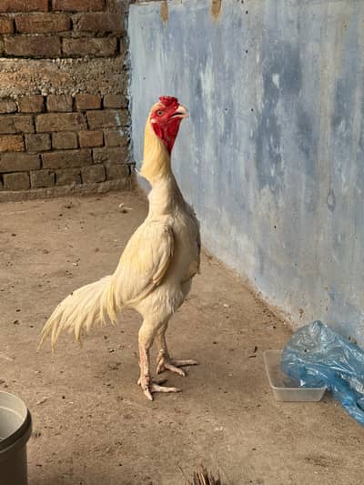 Shamo Murgha for Sale