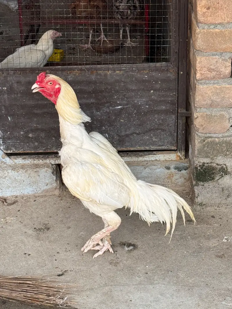 Shamo Murgha for Sale — photo 4
