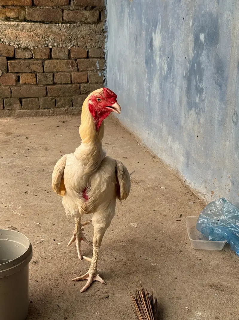 Shamo Murgha for Sale — photo 7