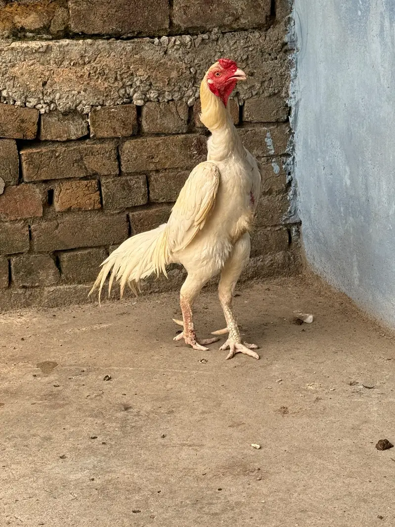 Shamo Murgha for Sale — photo 8