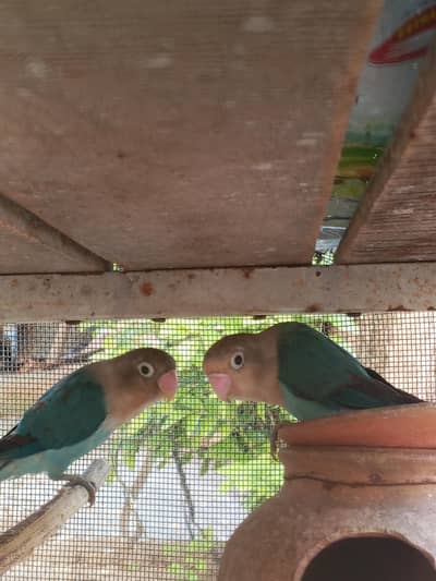 Love bird pair for sale