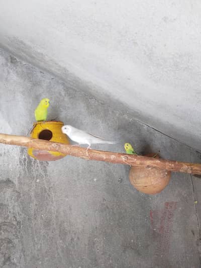 australian birds