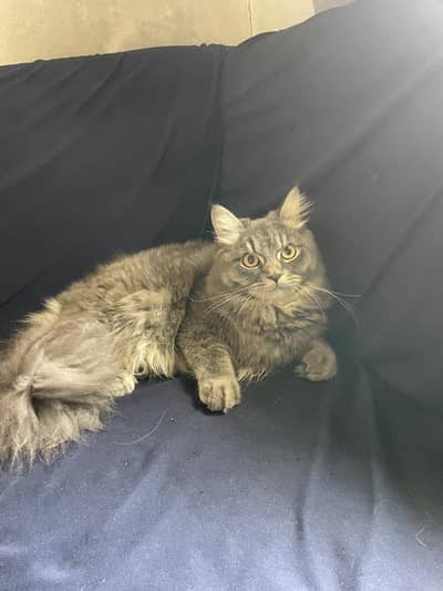 Persian cat male long hair a punch face