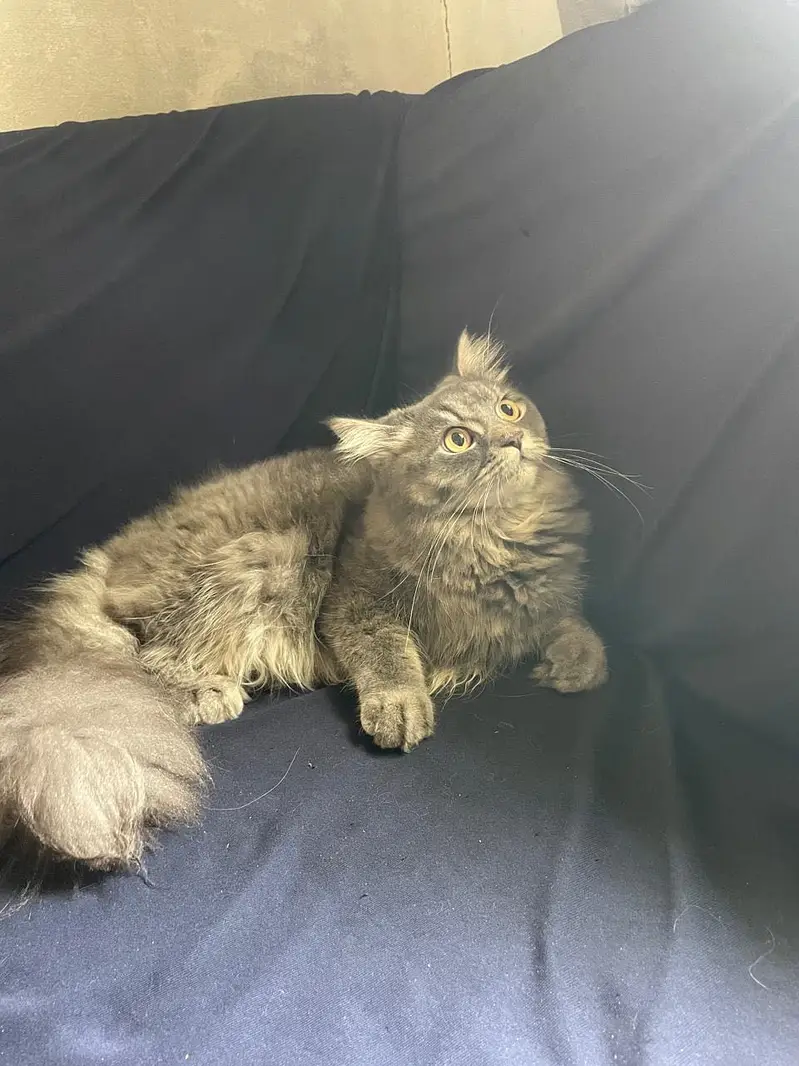 Persian cat male long hair a punch face — photo 4