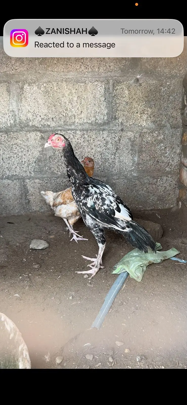 Aseel murga and murgi — photo 5