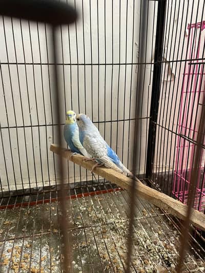Australian's Birds Healty And Active Bleader Pair.