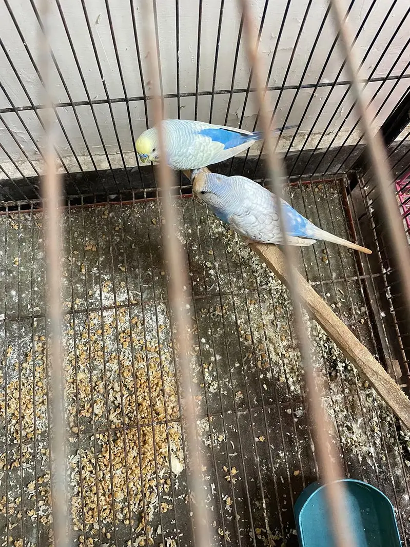 Australian's Birds Healty And Active Bleader Pair. — photo 2