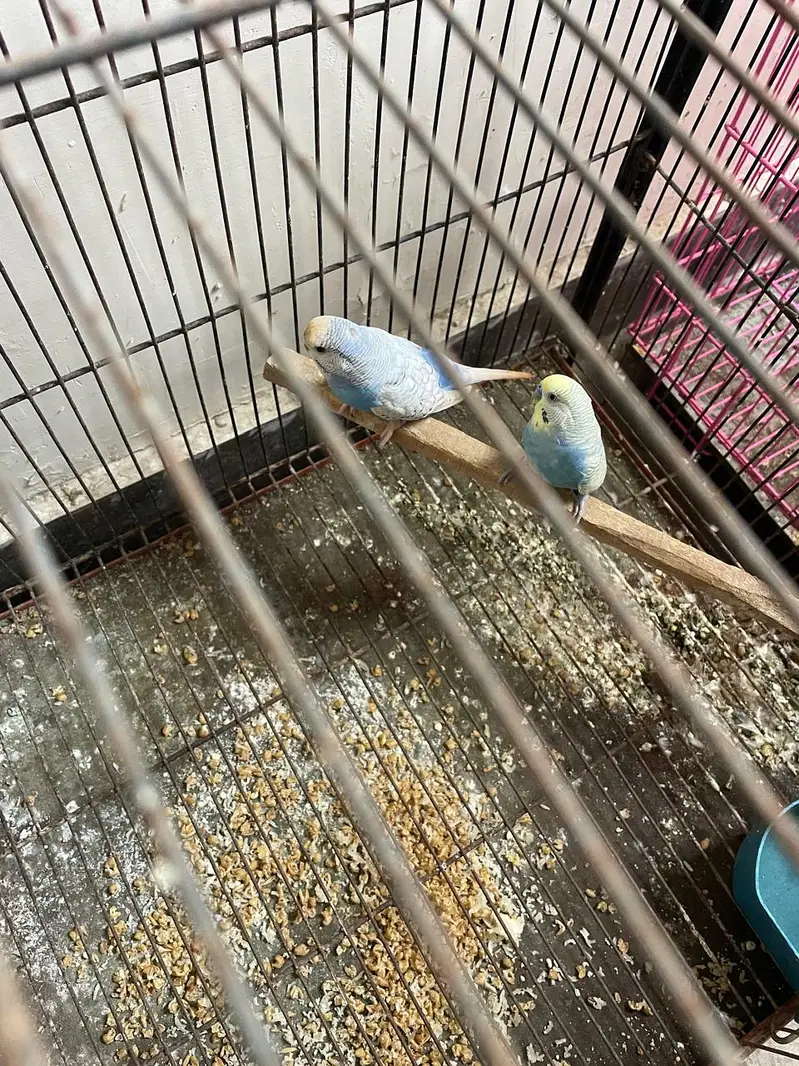 Australian's Birds Healty And Active Bleader Pair. — photo 3