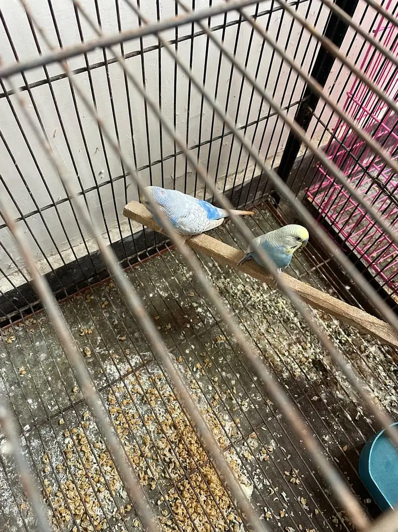 Australian's Birds Healty And Active Bleader Pair. — photo 4