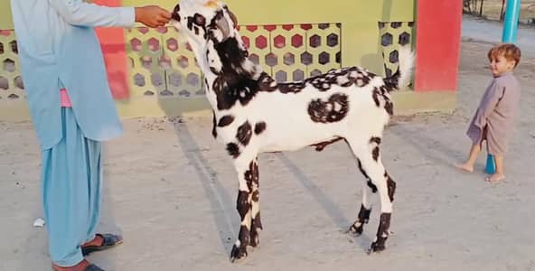 Desi Bakra Urgent For Sale/ 03269382133