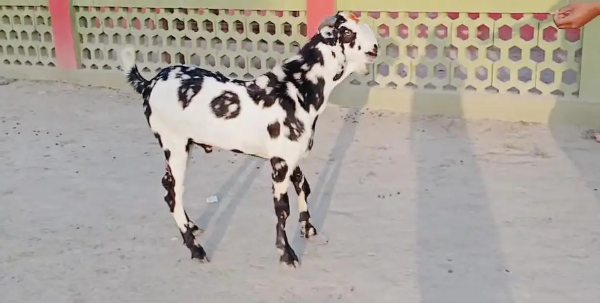 Desi Bakra Urgent For Sale/ 03269382133 — photo 2
