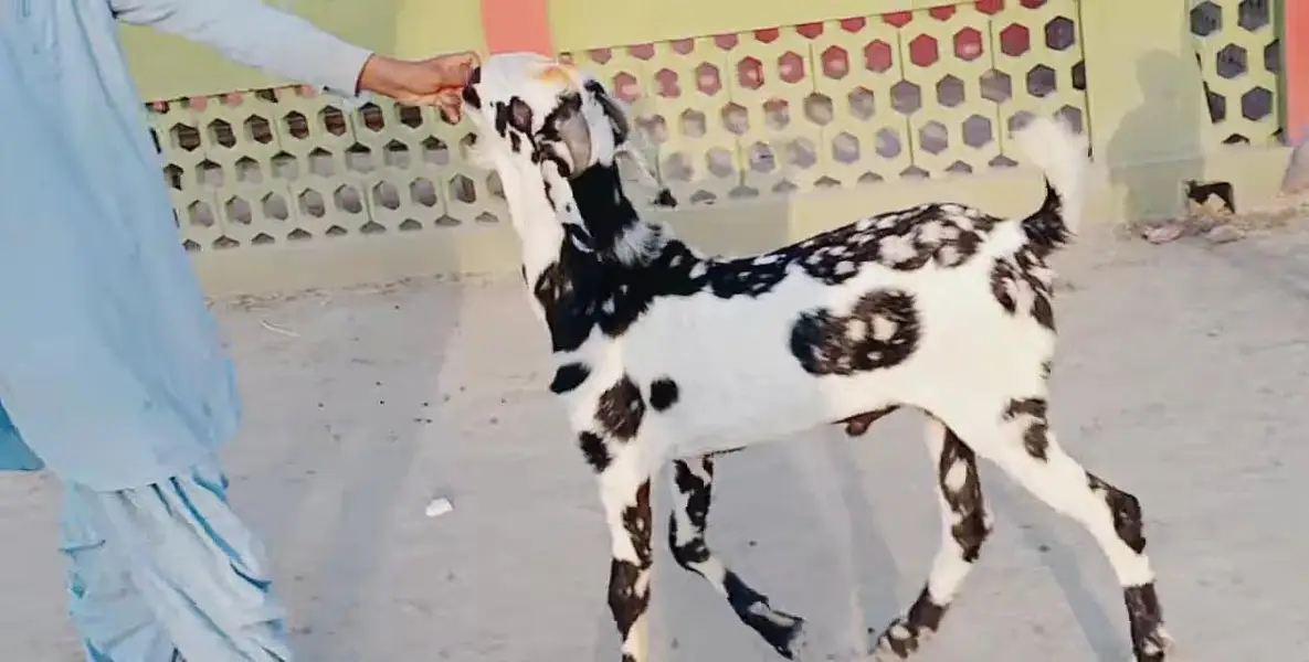 Desi Bakra Urgent For Sale/ 03269382133 — photo 3