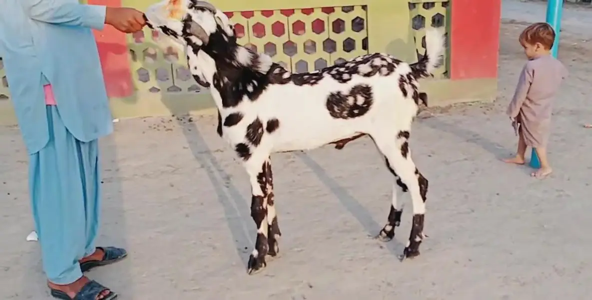 Desi Bakra Urgent For Sale/ 03269382133 — photo 4