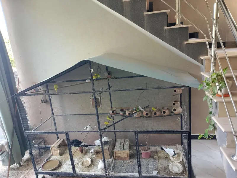 iron Cage Urgent For Sale — photo 4