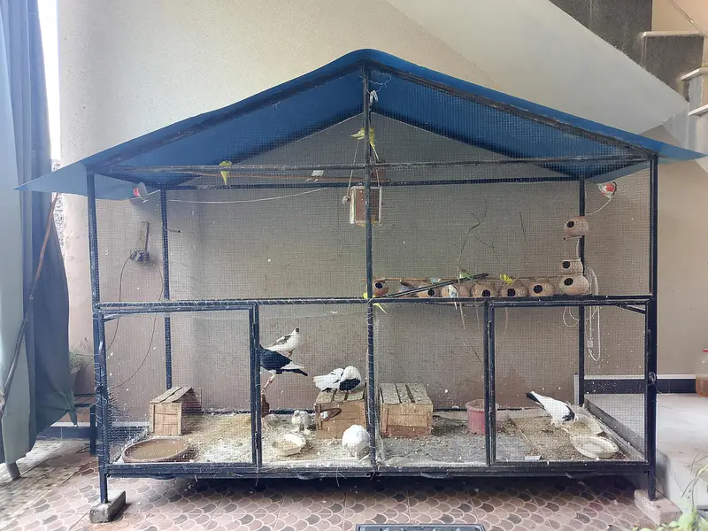 iron Cage Urgent For Sale — photo 5