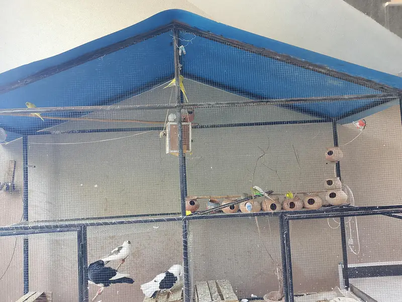 iron Cage Urgent For Sale — photo 7