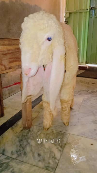 pure kajla male top quality bacha for sale Whatsapp no 03274600724